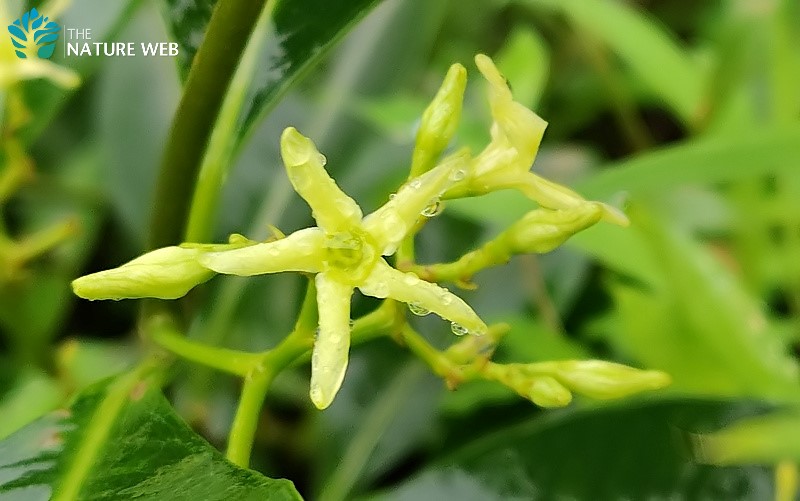 Wax Leaved Climber